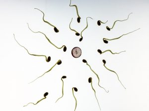 rappresentazione di come l'acido ialuronico aiuta la selezione degli spermatozoi
