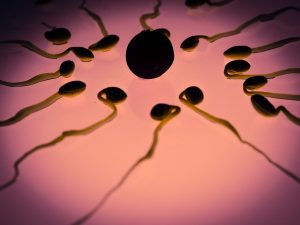 Foto di spermatozoi e uovo per indicare una tecnica di PMA